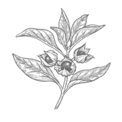 DAYSE FUNCTIONAL SPRITZERS | SHOP EASING | Drink Dayse